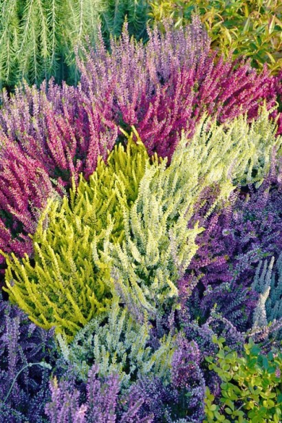 Вереск обычный микс